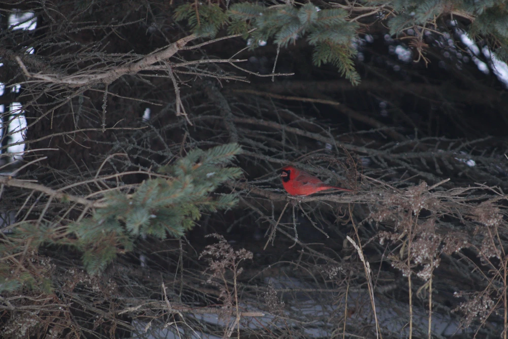 Image uploaded by ROO