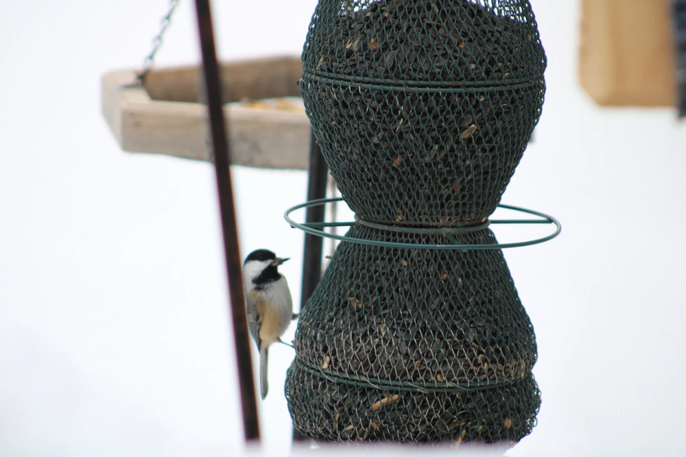 Image uploaded by ROO