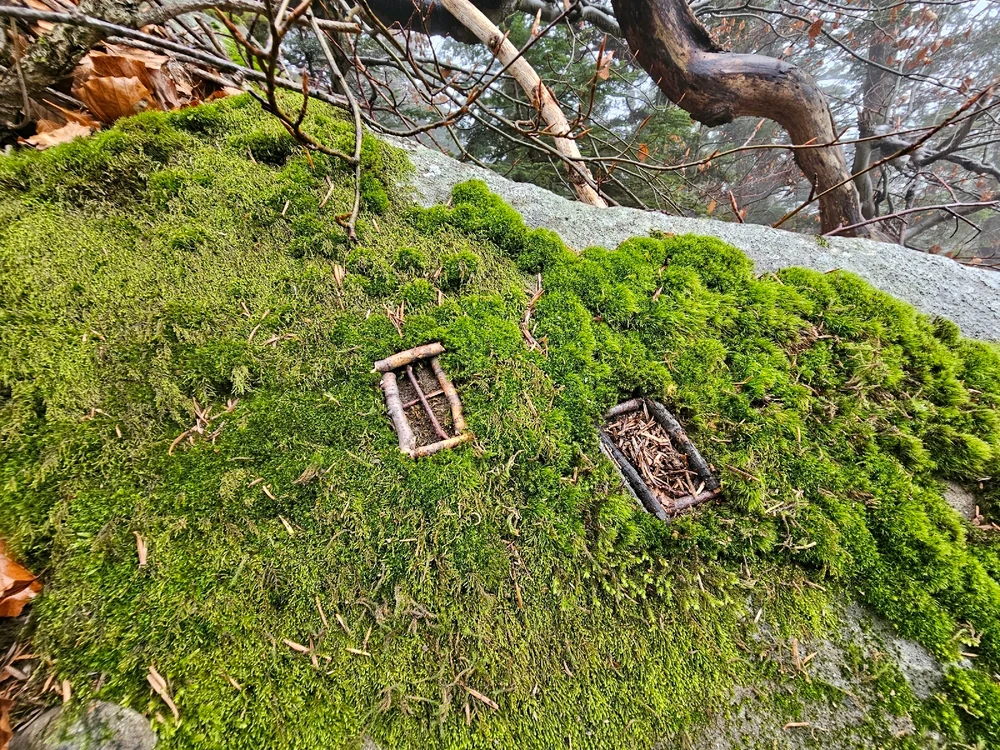 Image uploaded by Sachs