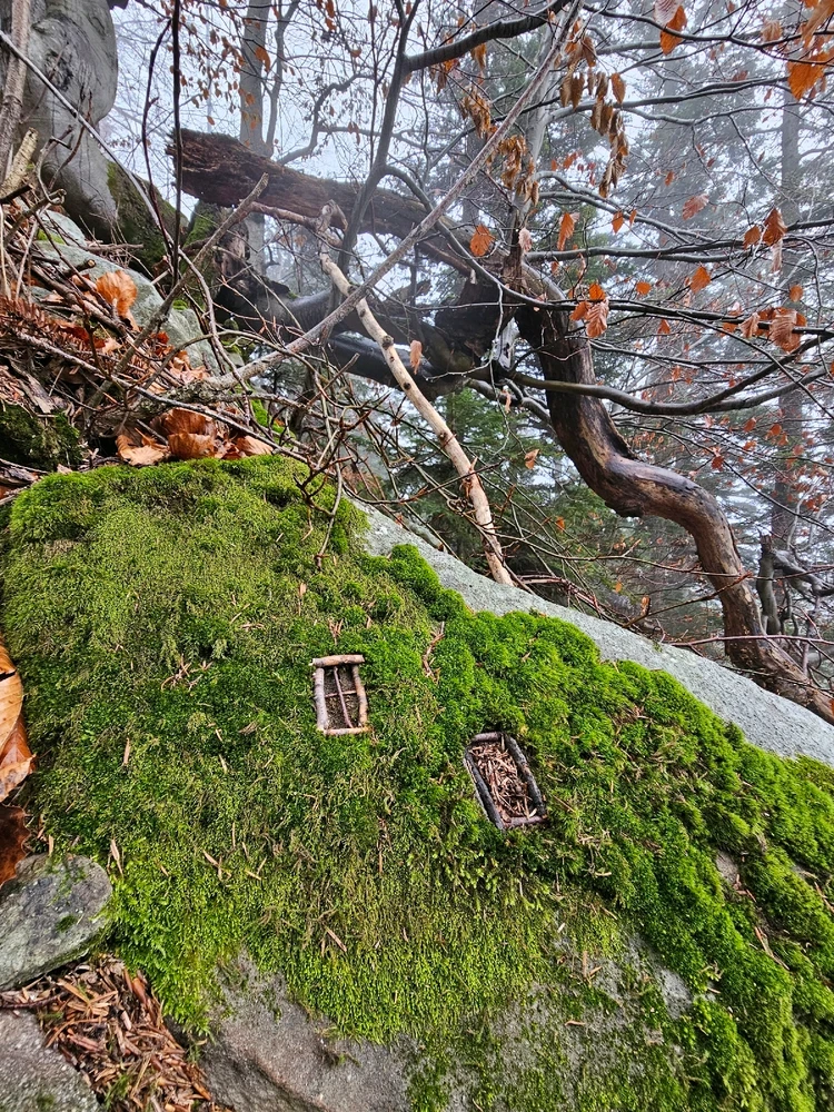 Image uploaded by Sachs