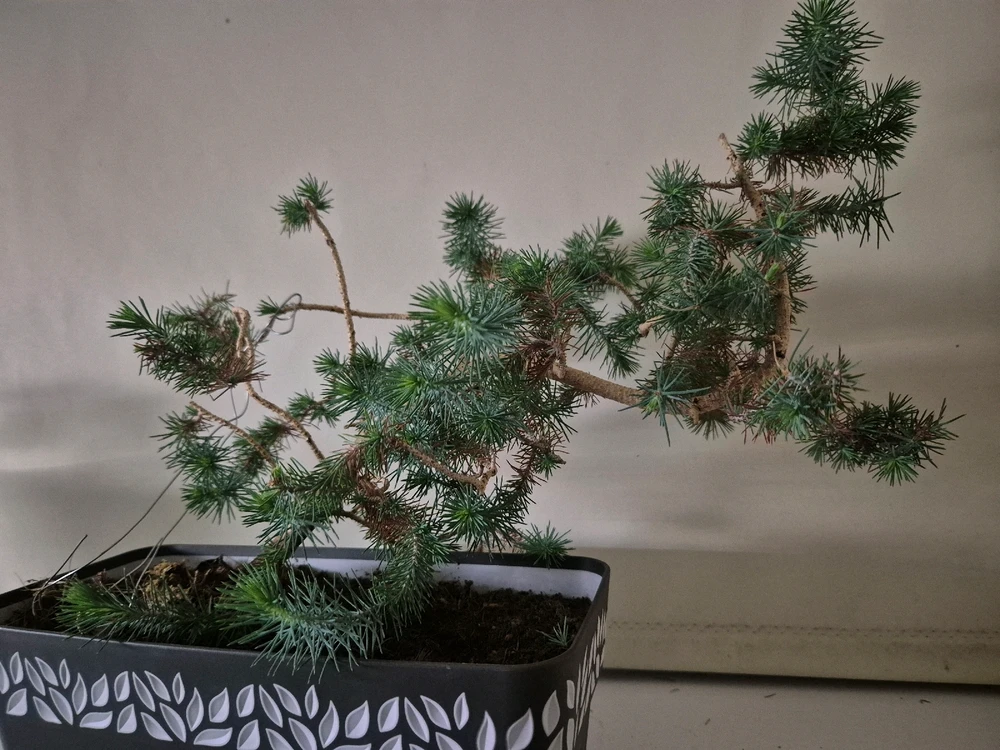 GIF dodany przez Inkwizytor