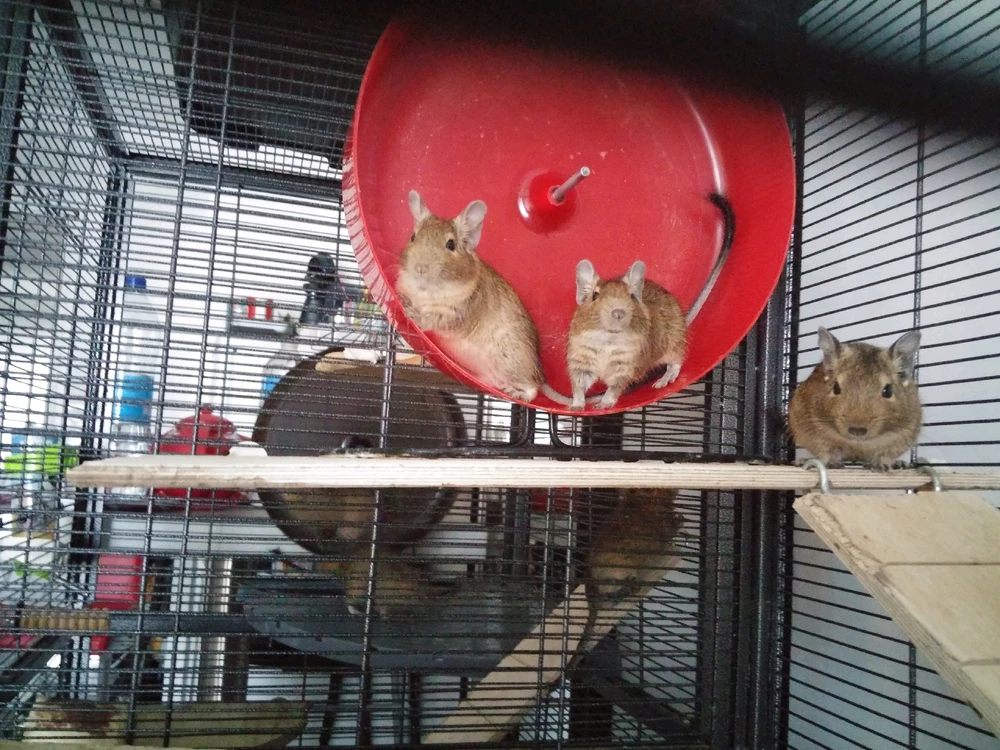 Image ajoutée par Jean-Guillaume