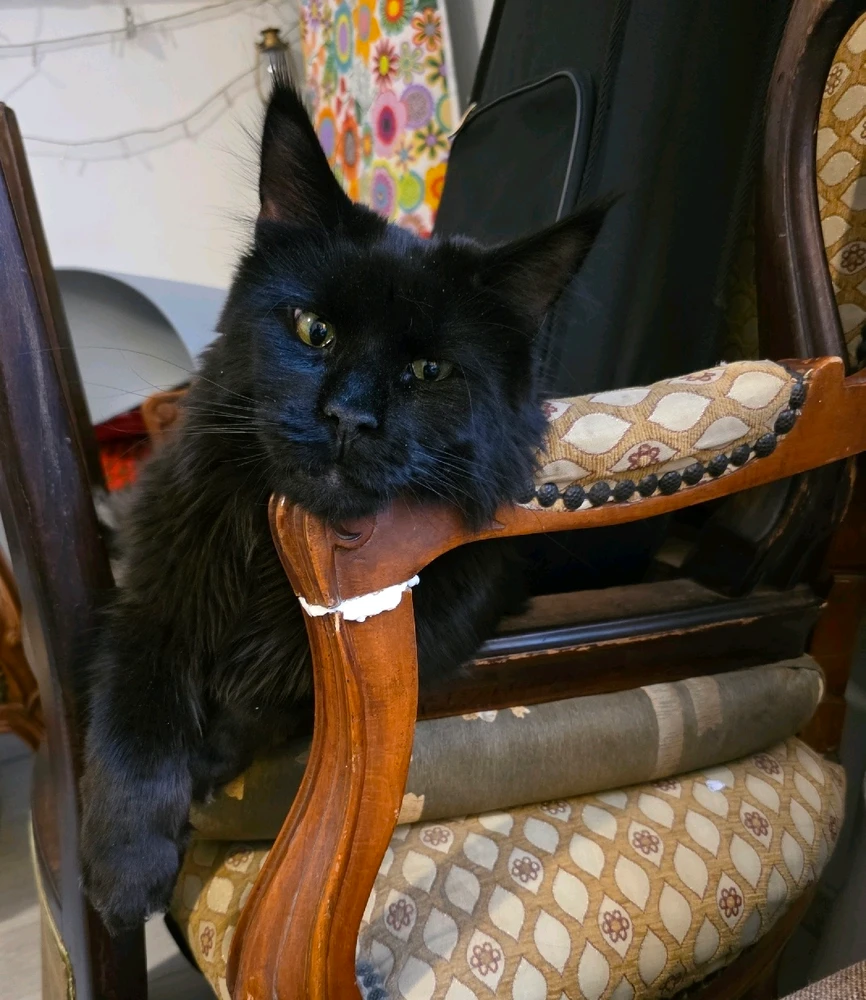 GIF diunggah dening El