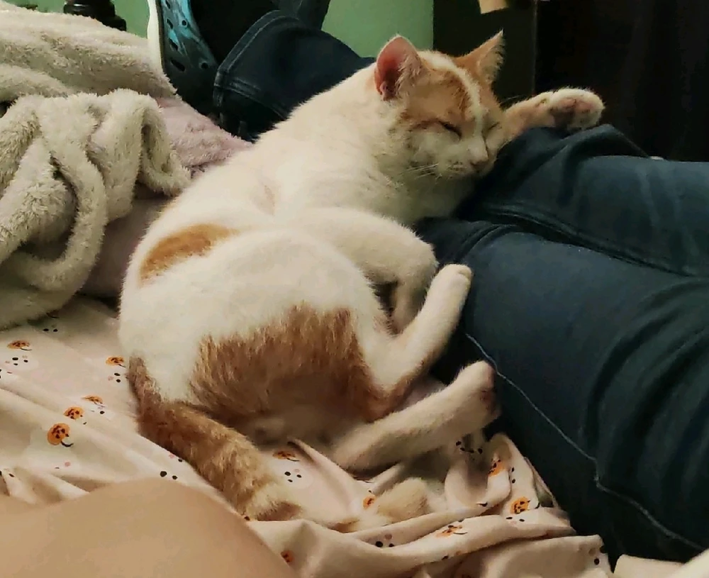 El más acomodado jajss