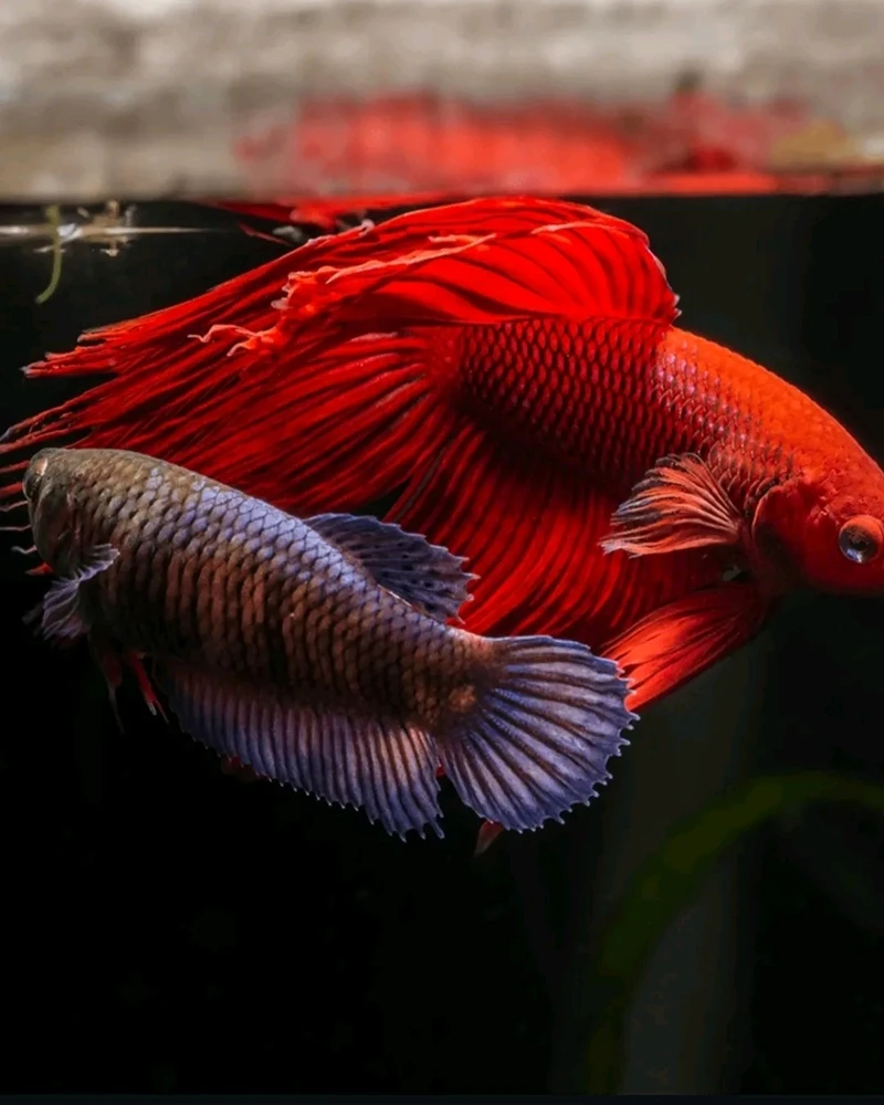 Image uploaded by Jacqueline