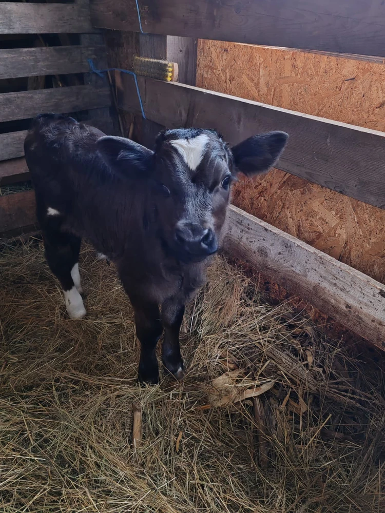 Imagine încărcată de Nicoleta