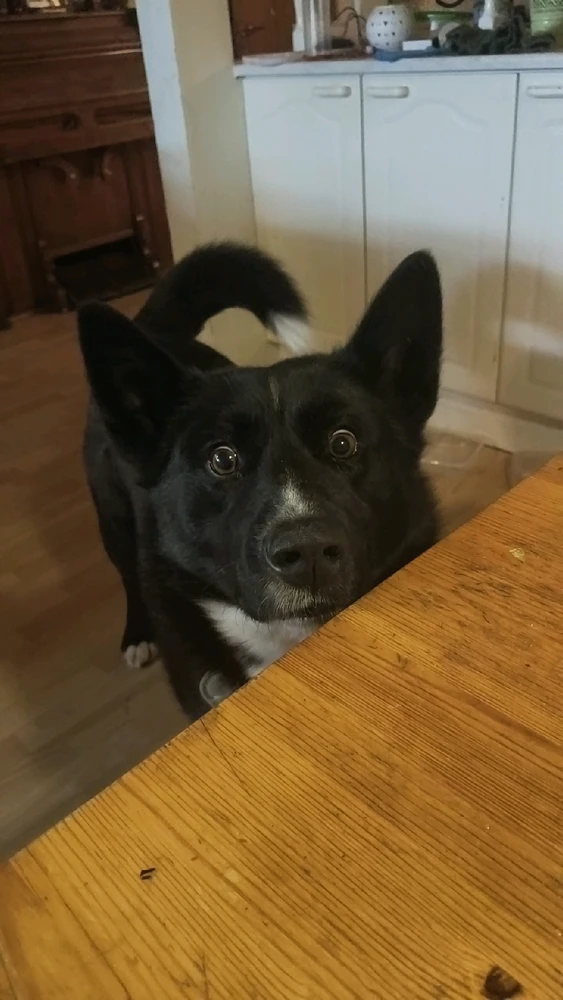 GIF-tiedoston lisäsi Matias