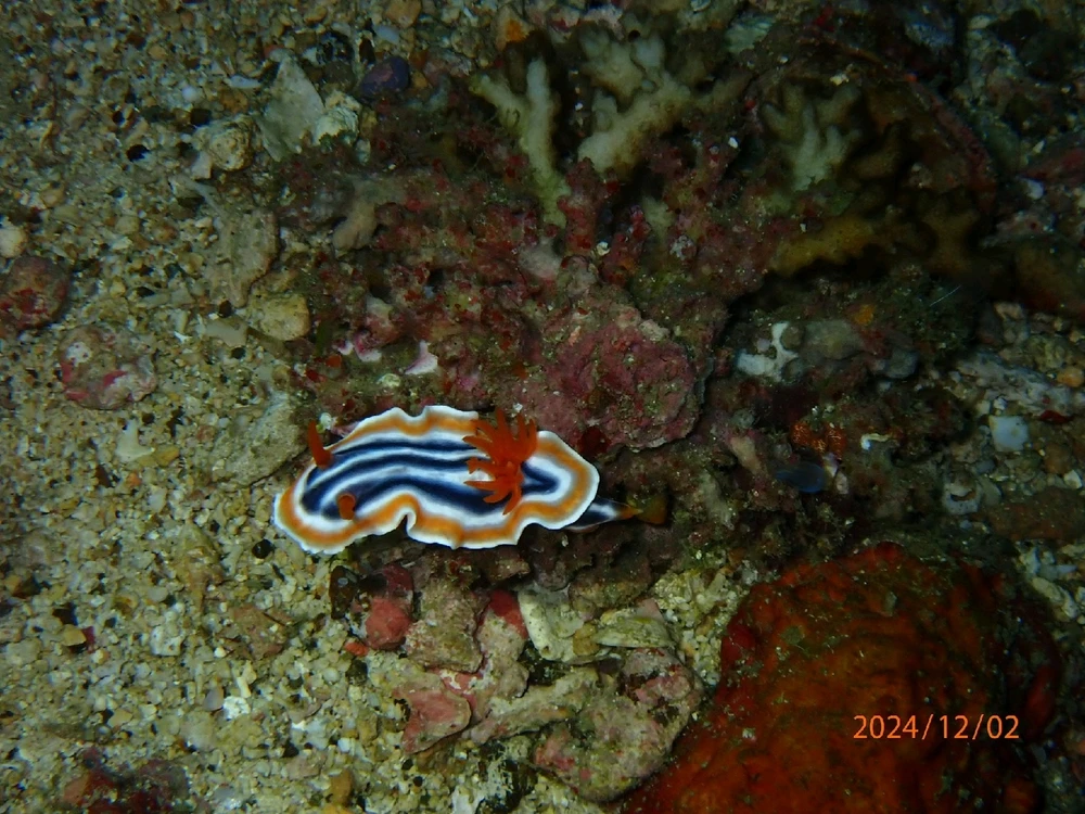 Nudibranch