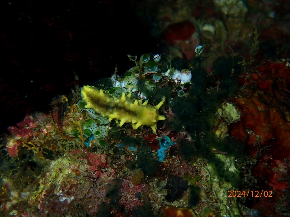 Sea slug/ limace de mer.