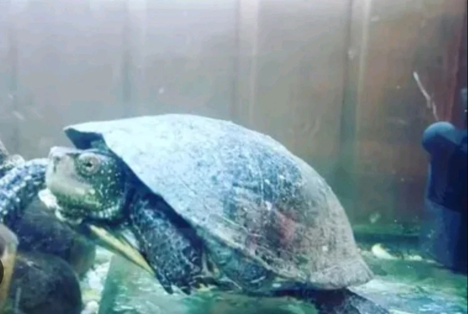 GIF uploaded by Valde