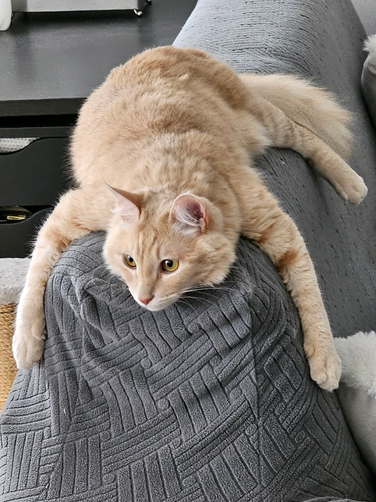 GIF ajouté par Virginie