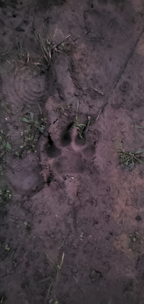 Image uploaded by Conlan