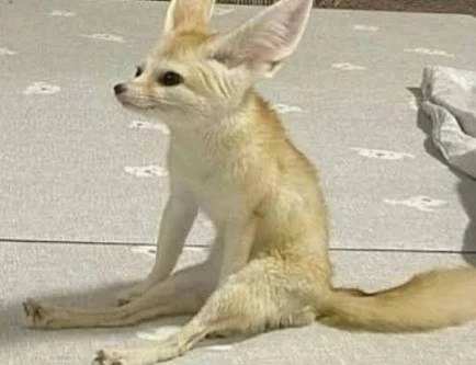 GIF uploaded by Kushy