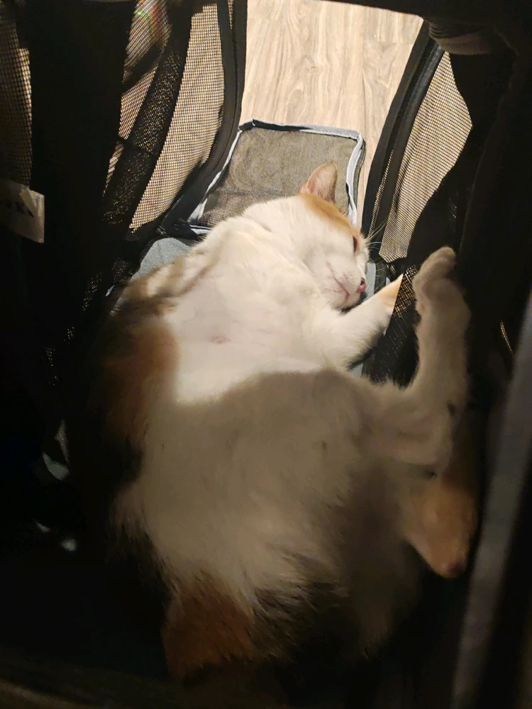 GIF uploaded by Muppets