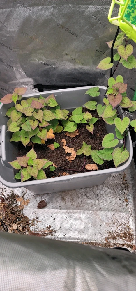 GIF uploaded by Onigiri