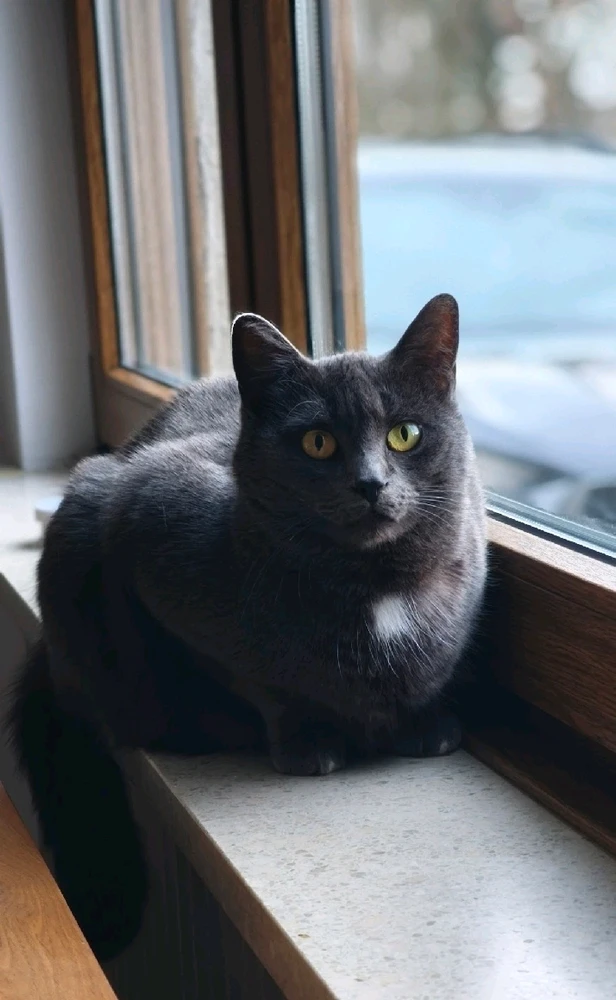 GIF hochgeladen von Grg