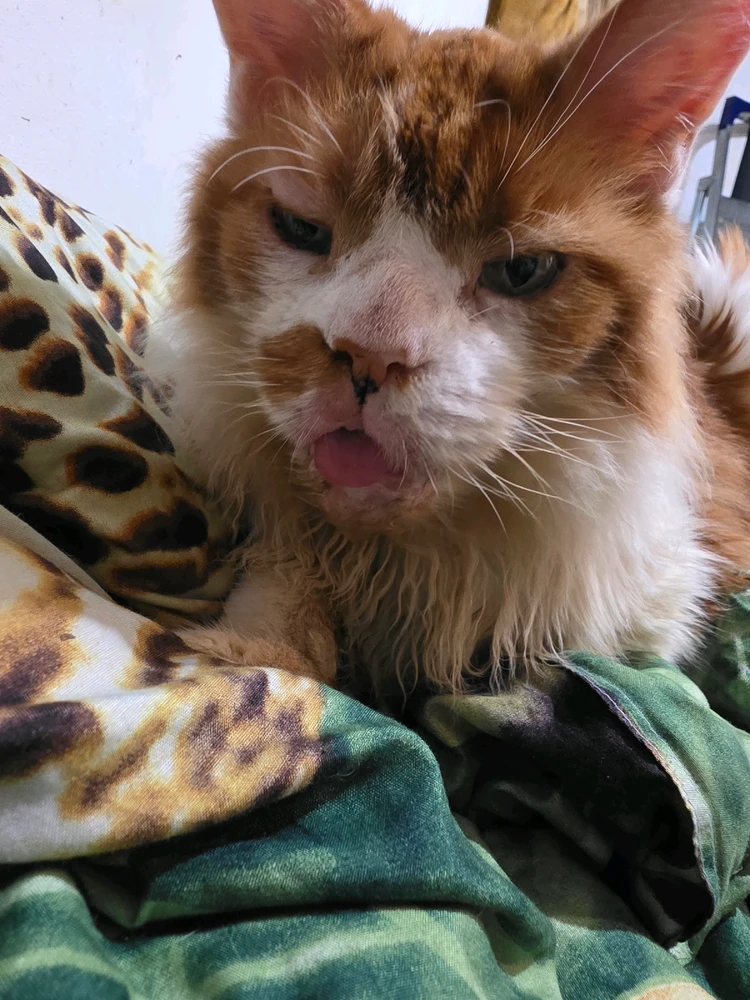 GIF dodany przez Umberto