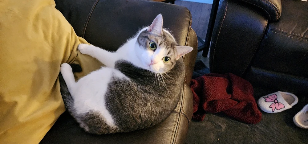 GIF uploaded by Ŕąfet