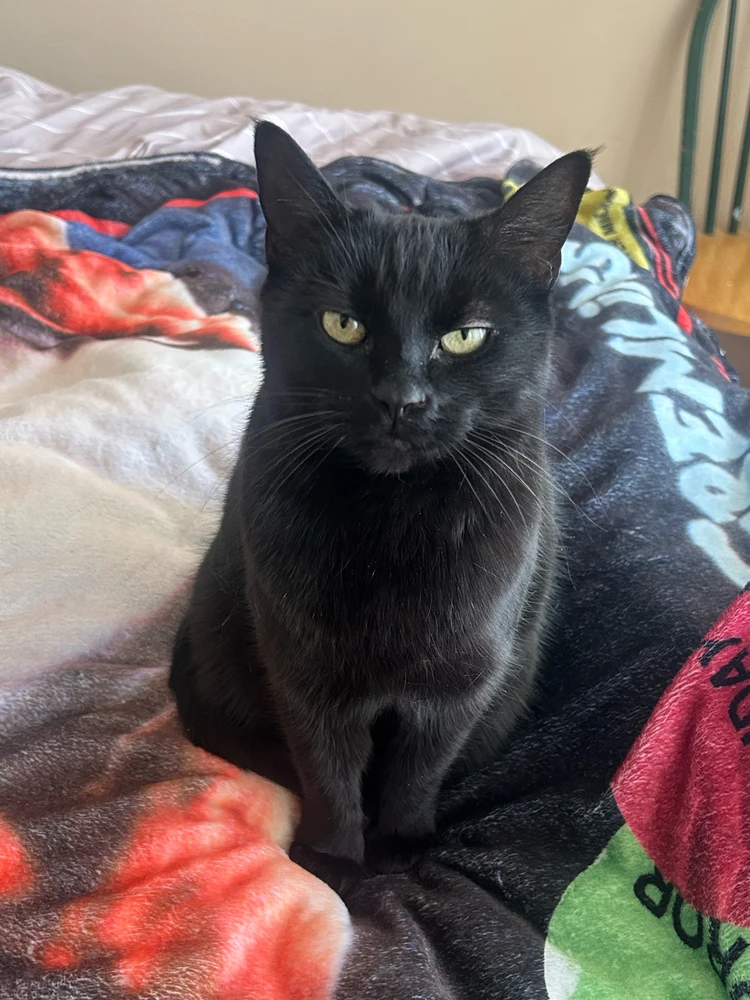 GIF uploaded by Misprint