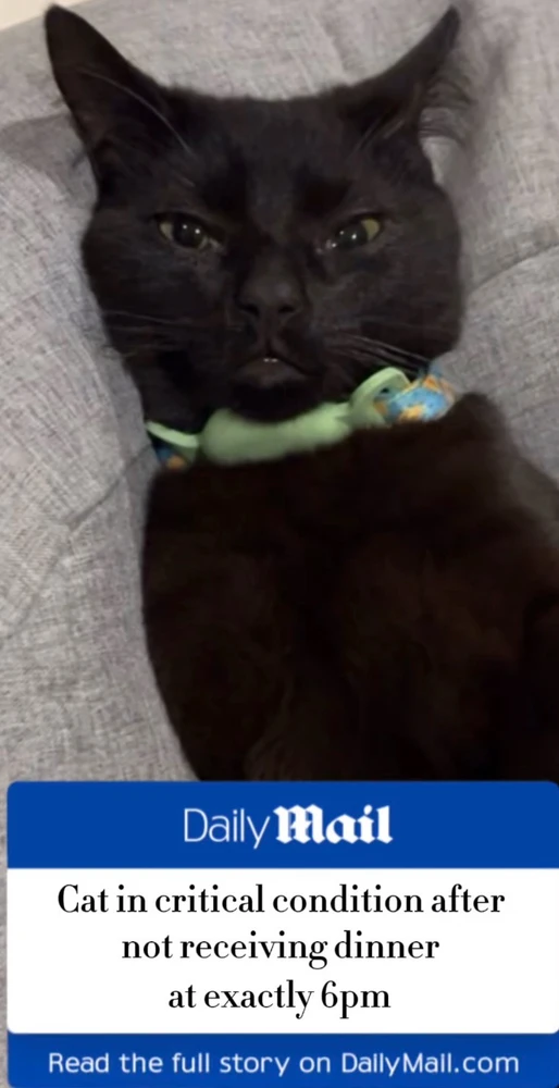 GIF uploaded by bellissima