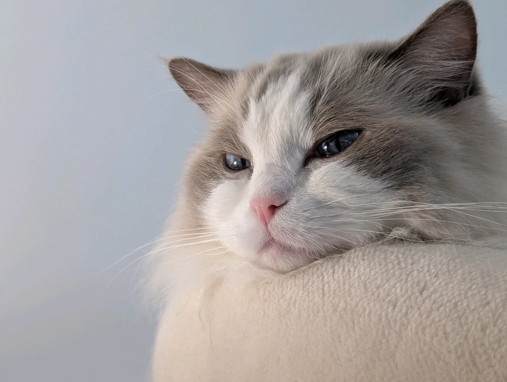 Image uploaded by Tobi