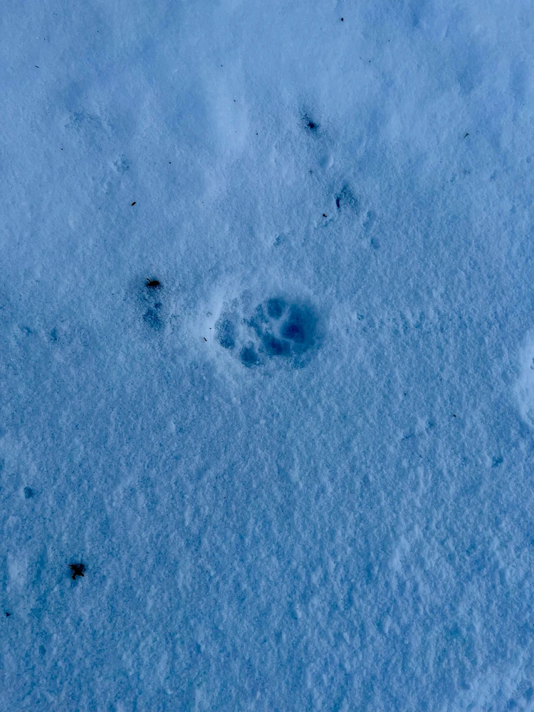 Image uploaded by Fredric