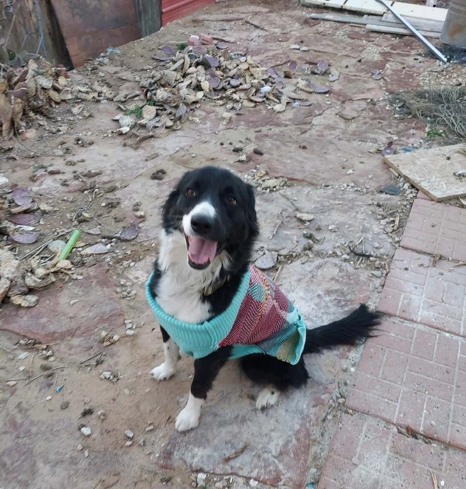 GIF uploaded by Odie