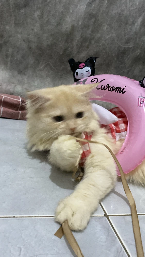 Image uploaded by Lavanya Anasera