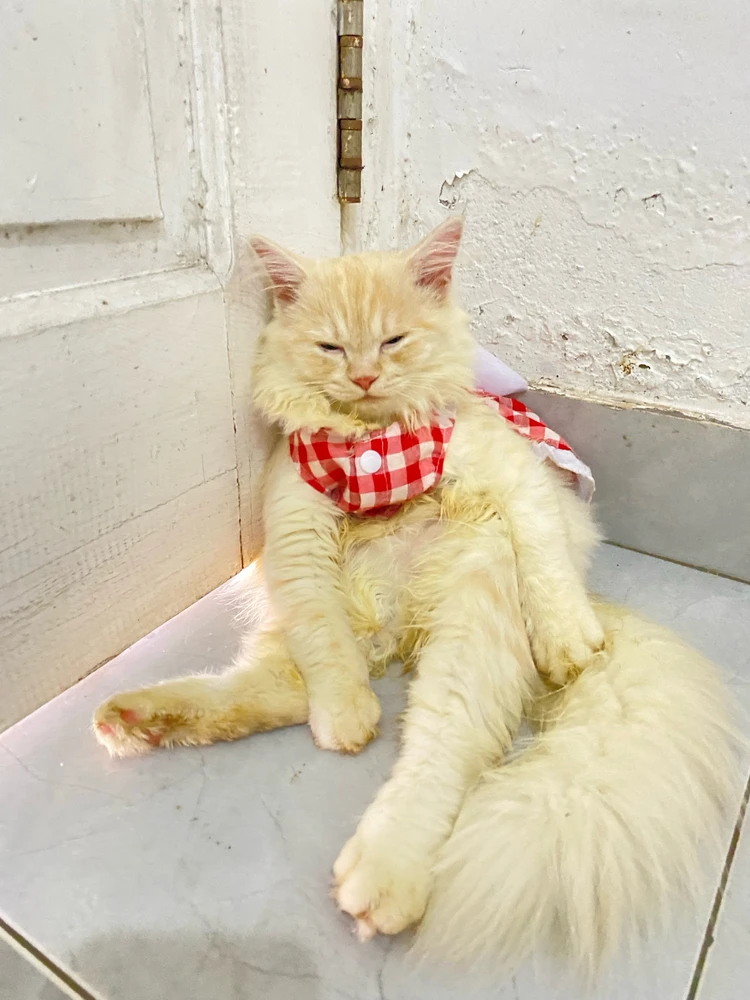 Image uploaded by Lavanya Anasera