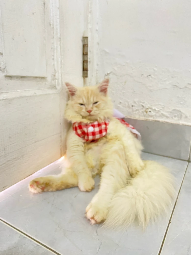 Image uploaded by Lavanya Anasera