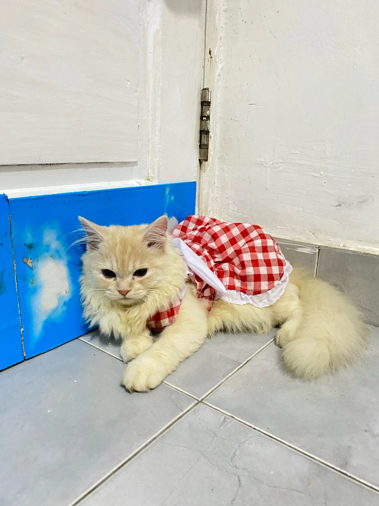 Image uploaded by Lavanya Anasera