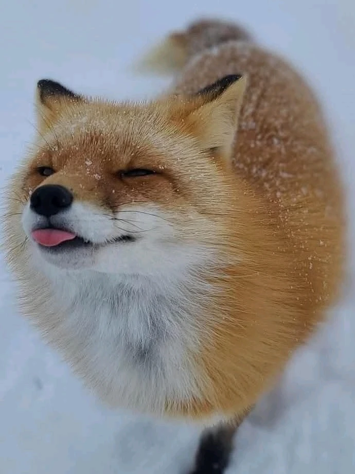 GIF uploaded by Kushy