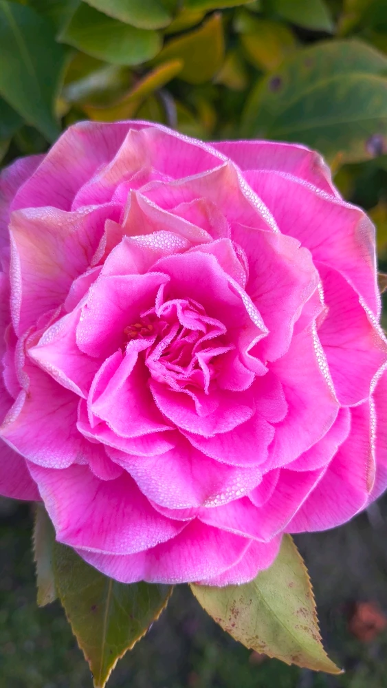 GIF diunggah dening Berhanie