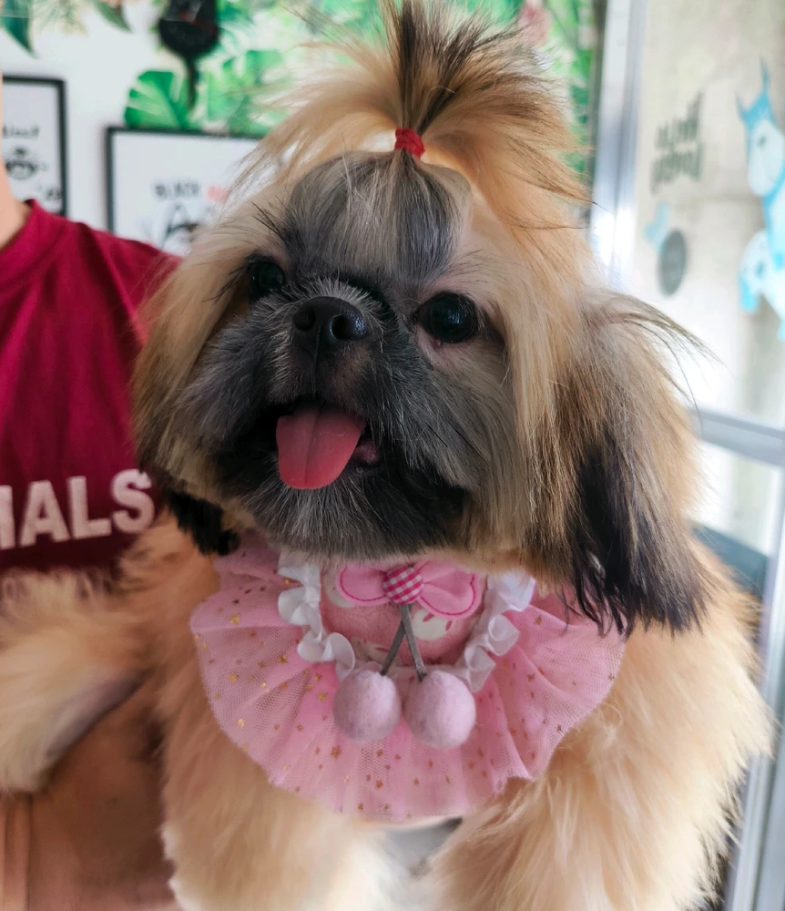 Image uploaded by Wolf