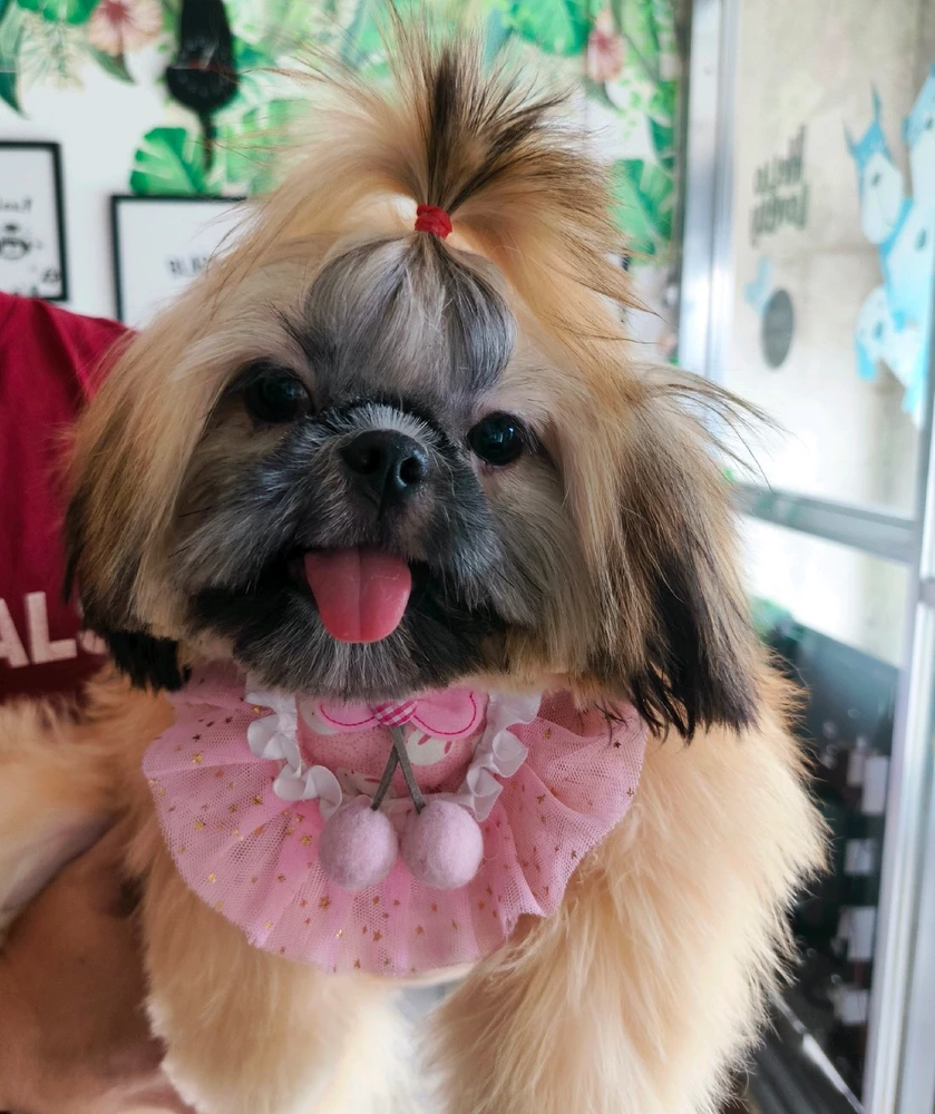 Image uploaded by Wolf