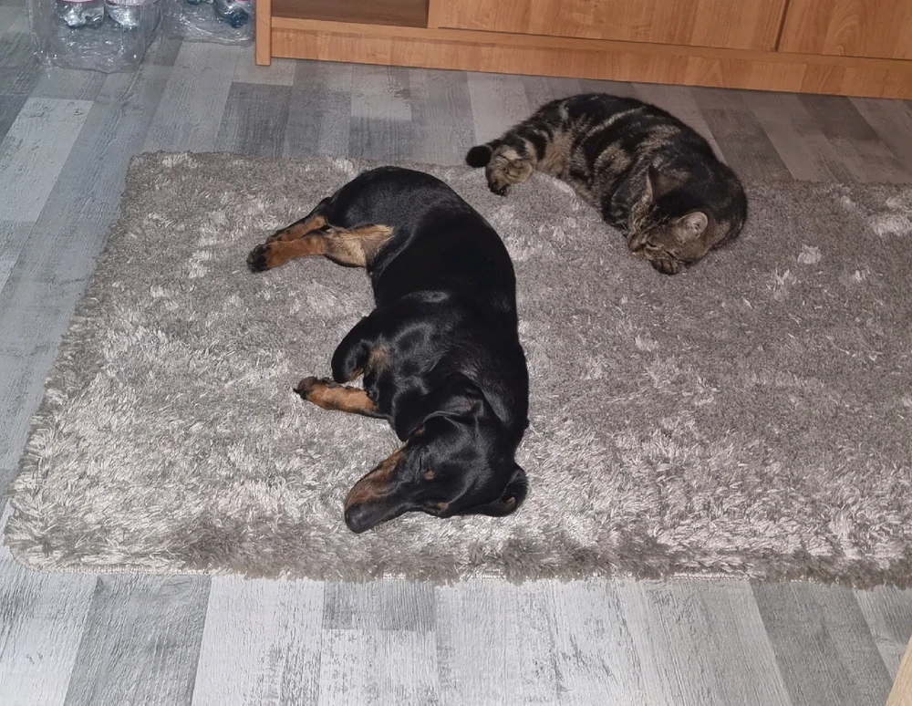 Gabi által feltöltött GIF