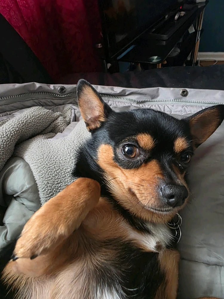 GIF uploaded by DezzieDee