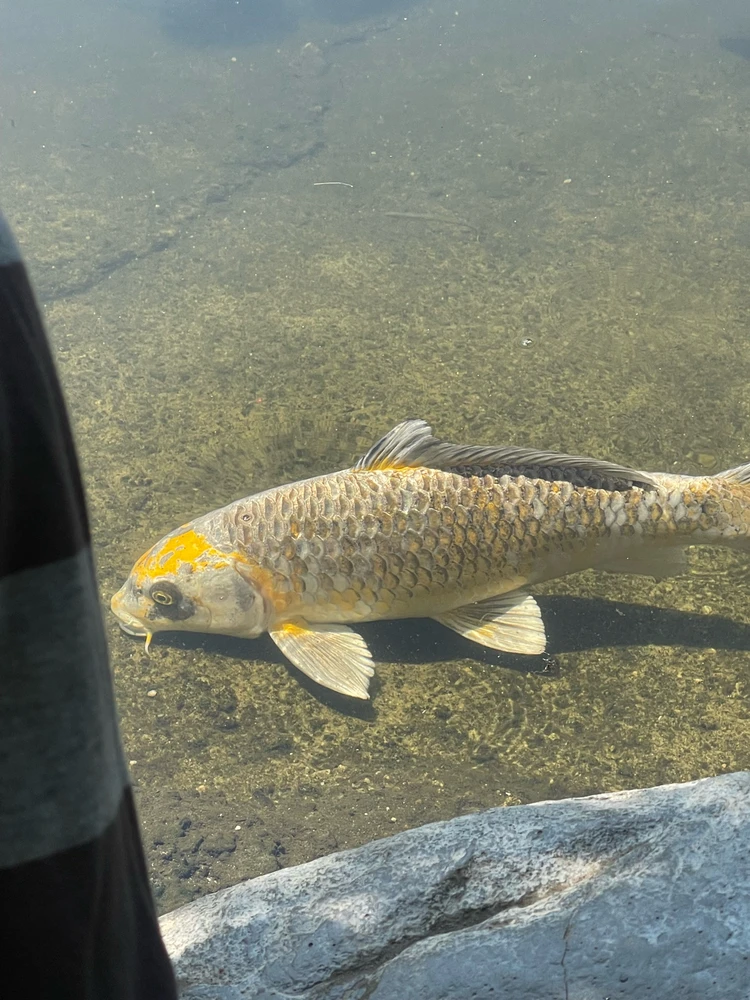 Image uploaded by Jameson