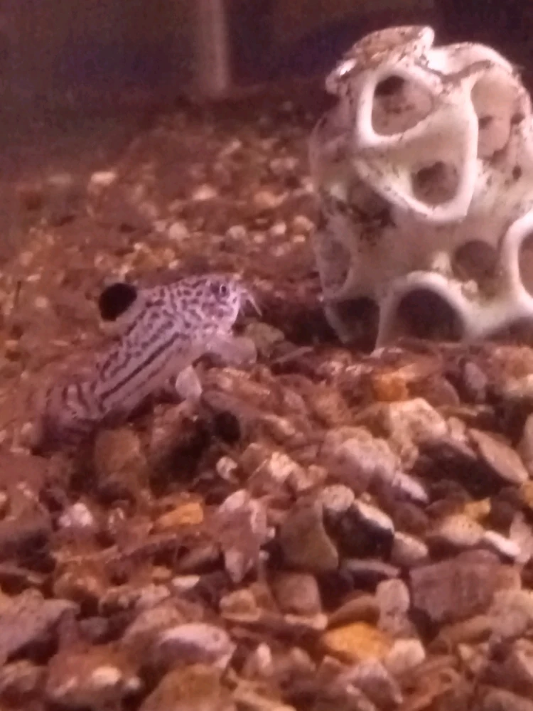 Zander上传的GIF
