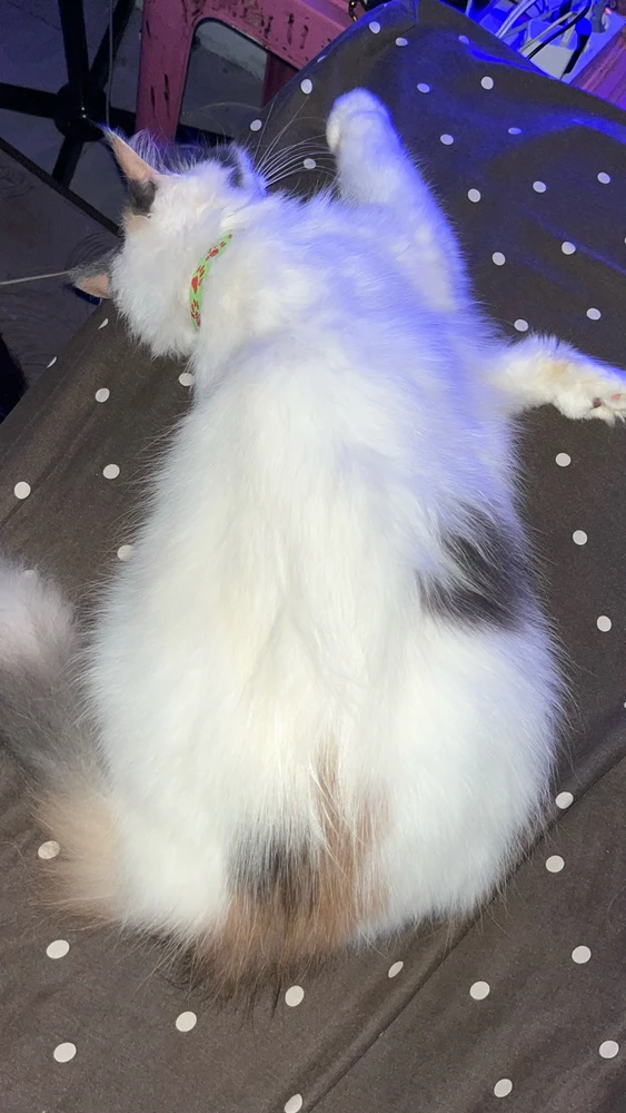 GIF uploaded by Ocha