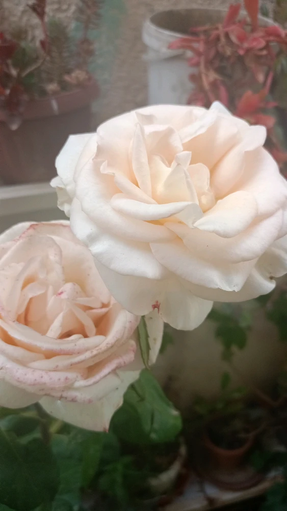 GIF uploaded by Ahmed amine