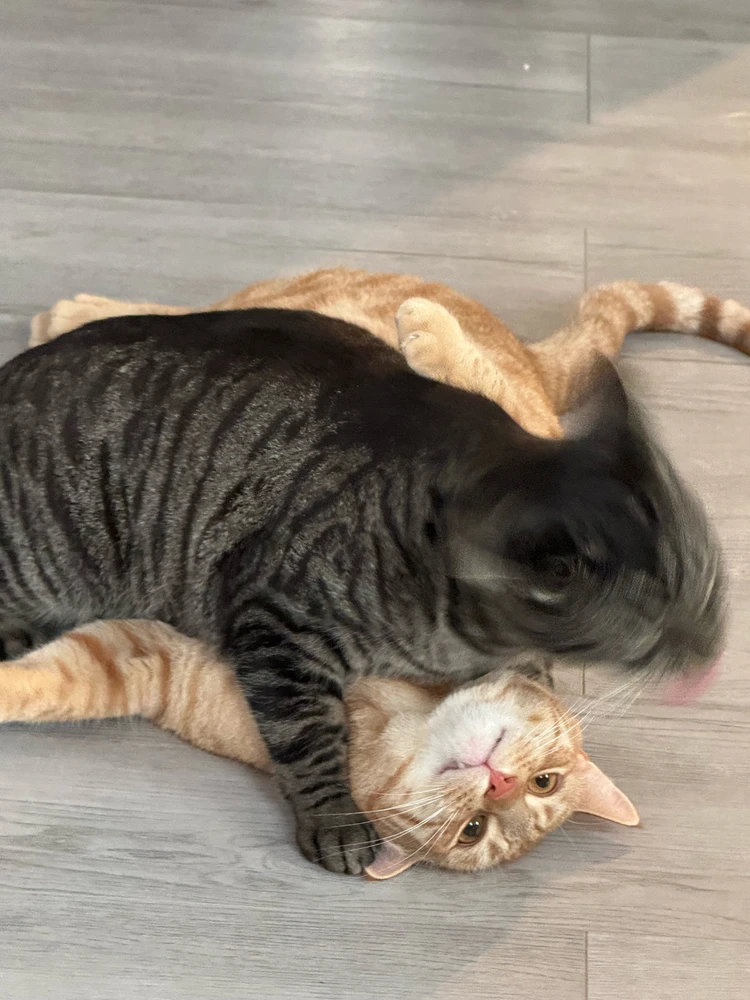 GIF geüpload door Ghislaine