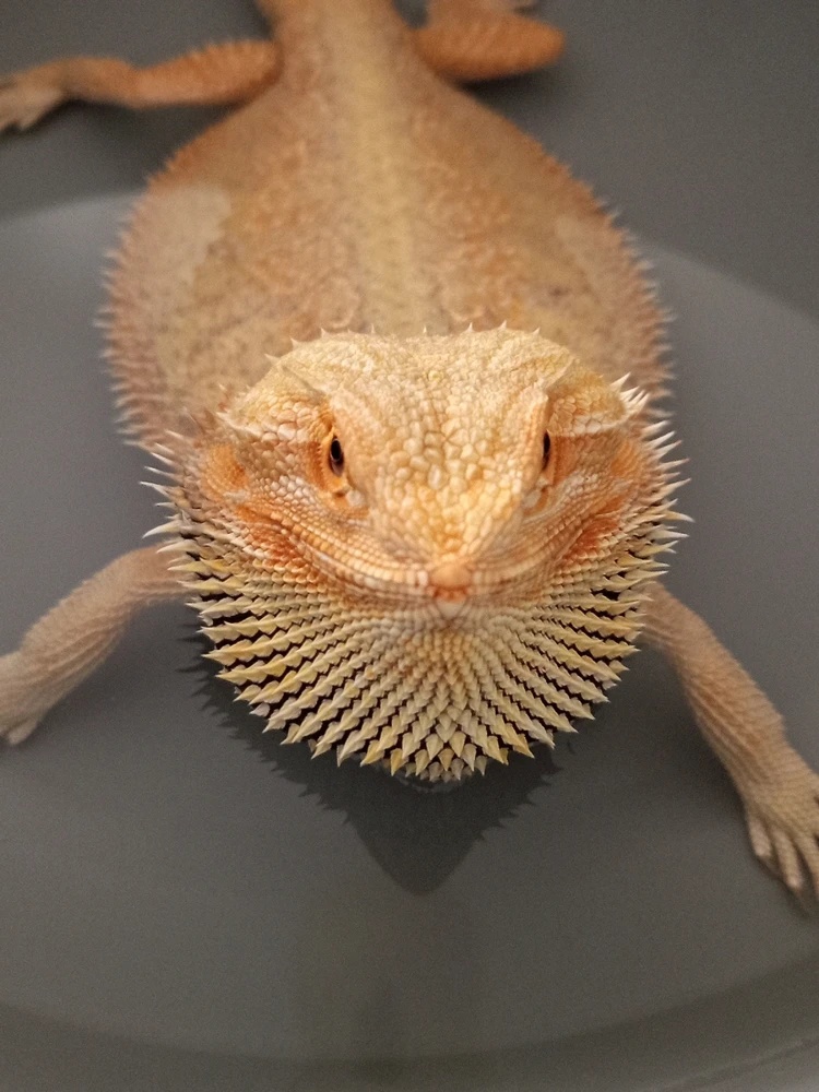 Imagem enviada por Amanda