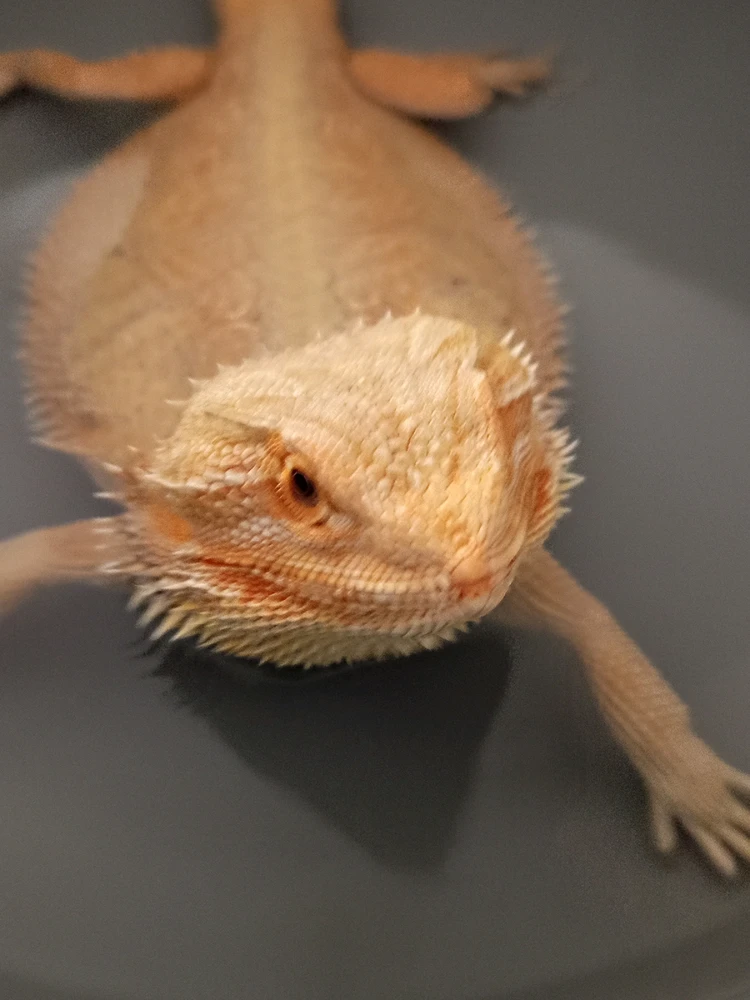 Imagem enviada por Amanda