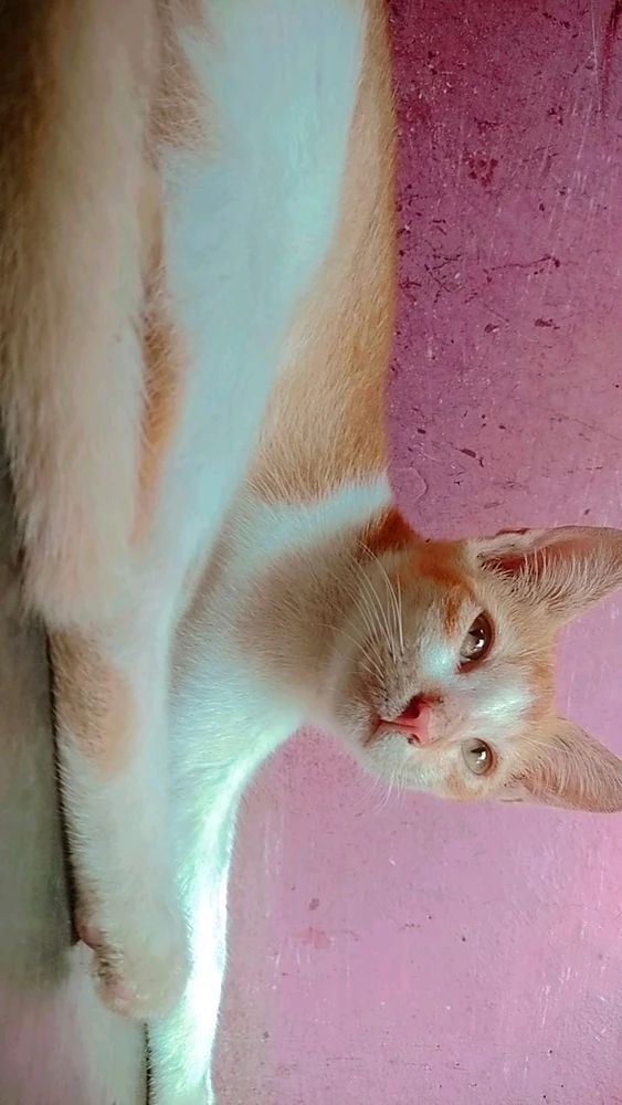 I judge too early .... so does my pawpaw kid 🐈