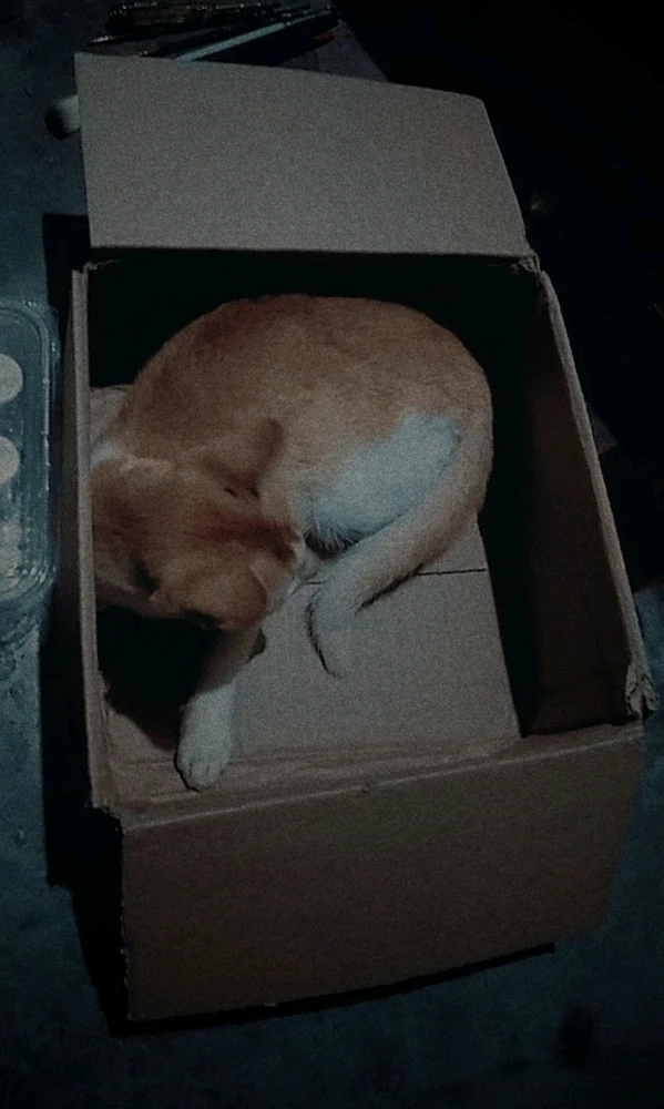 I'm a fool wasting money on catbed while he sleeps in box mostly 🤣😂🤔