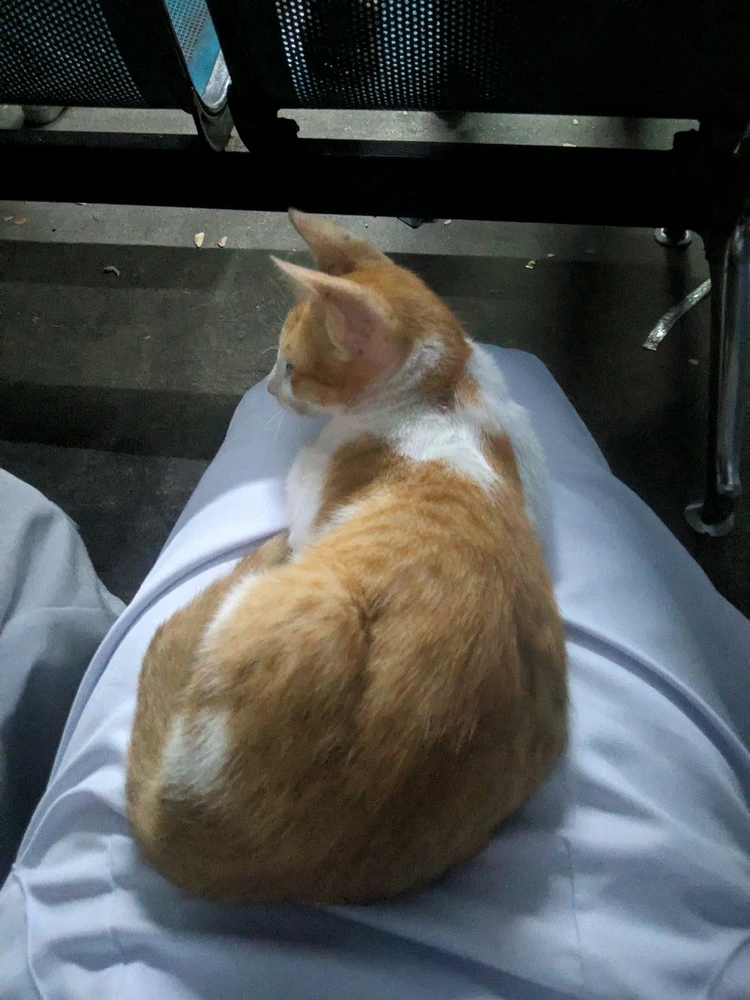 Image uploaded by Shan