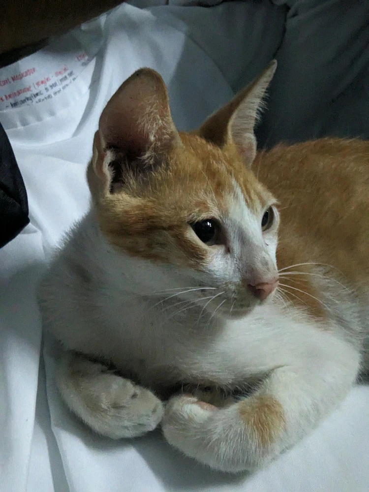 Image uploaded by Shan