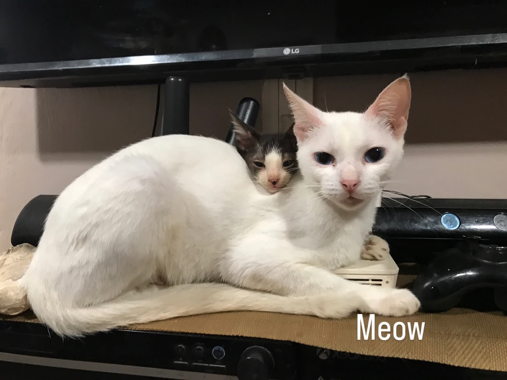 GIF ajouté par Lhydie