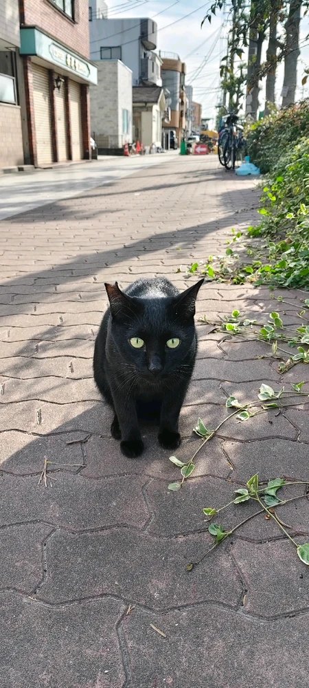 Image uploaded by アーカー